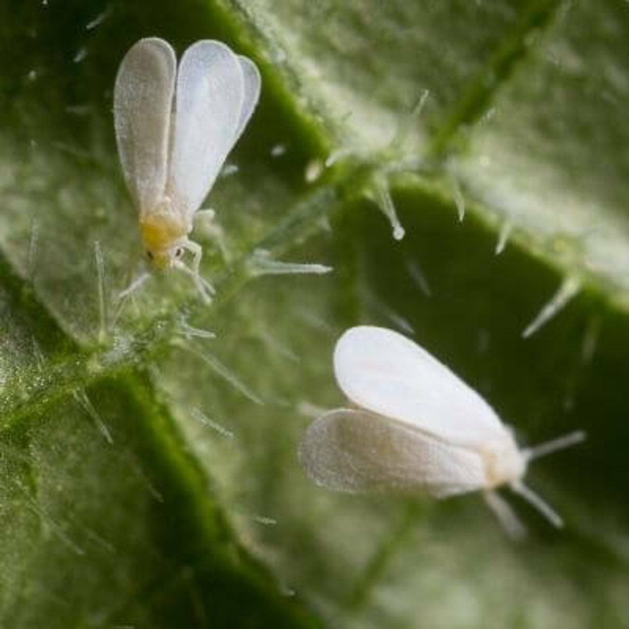 White Fly White Fly